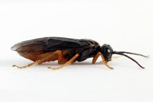 Réf. 223 185 : Nematinus fuscipennis